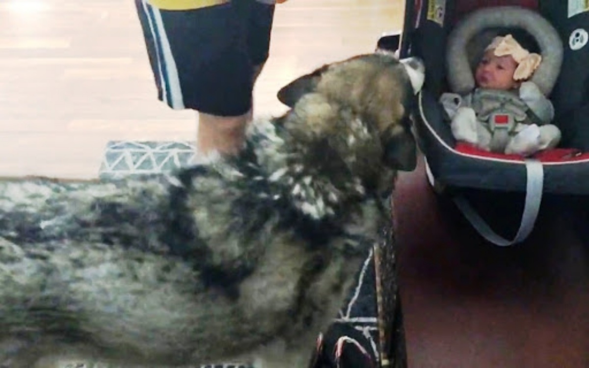 Dude conosce la sua nuova sorellina umana per la prima volta: il video