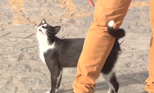 Gatto attira l'attenzione del giornalista