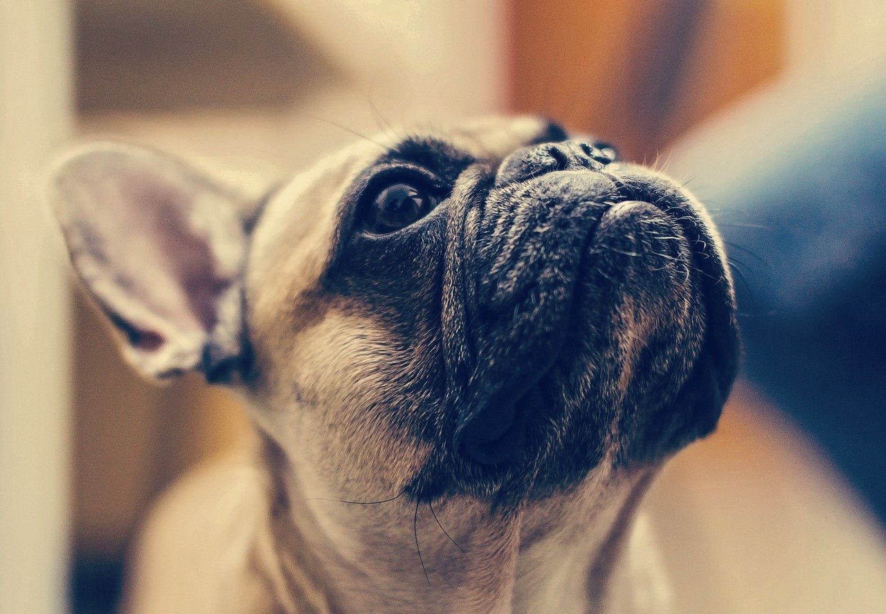 Elezioni Usa 2020, cane eletto sindaco nel Kentucky