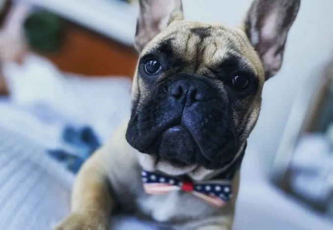 Il bulldog francese sindaco negli USA