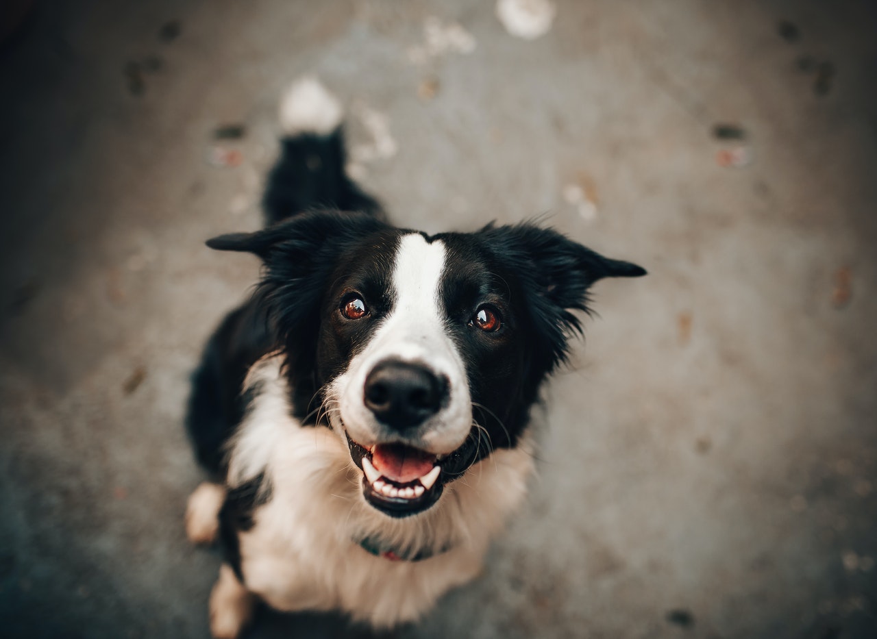 Errori da evitare con il cane: quali sono e come rimediare sin da subito