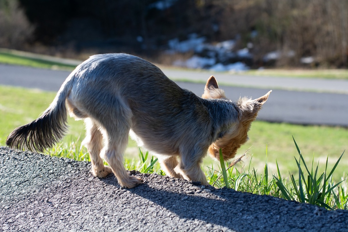 Falsi miti sui cani