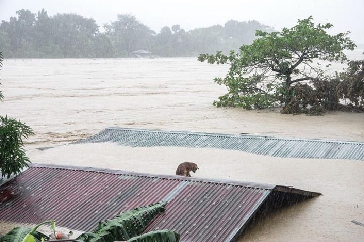 Bruno si mette in salvo dall'alluvione