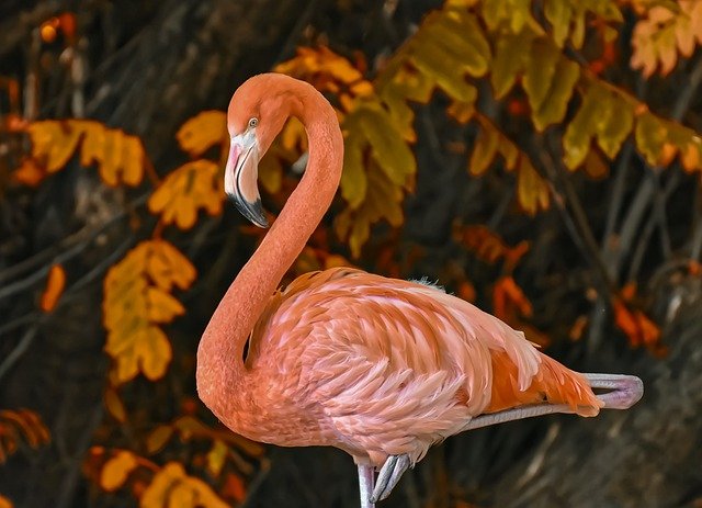 perché i fenicotteri sono rosa