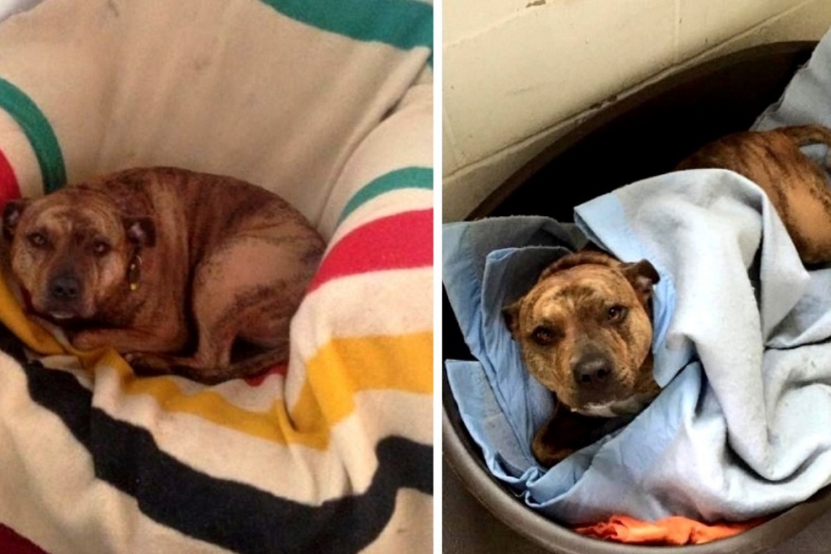 Freya la cagnolina rifiutata per 6 lunghi anni: grazie ad un film ha trovato una casa