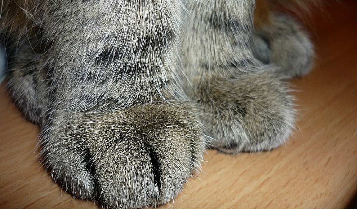 denunciato il proprietario di un gatto