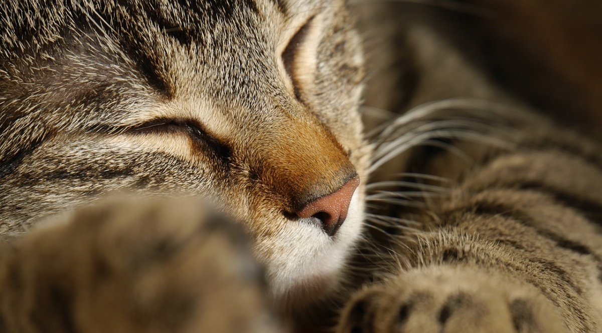 denunciato il proprietario di un gatto