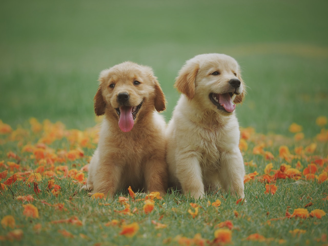 golden-retrievers