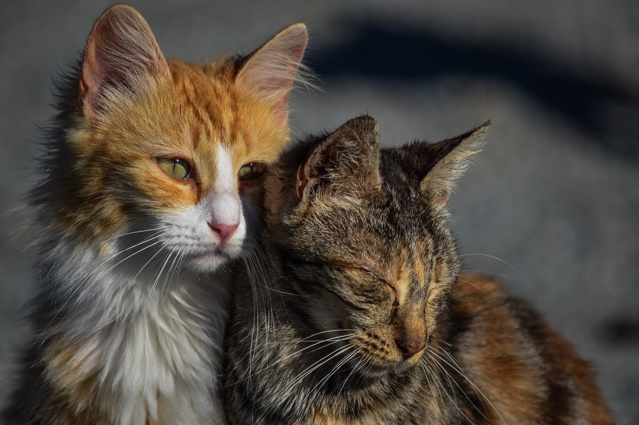 Gatti maltrattati in strada