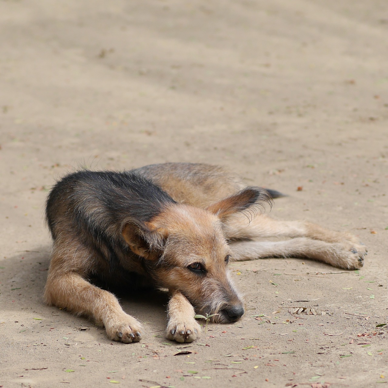 Cane randagio abusato in strada