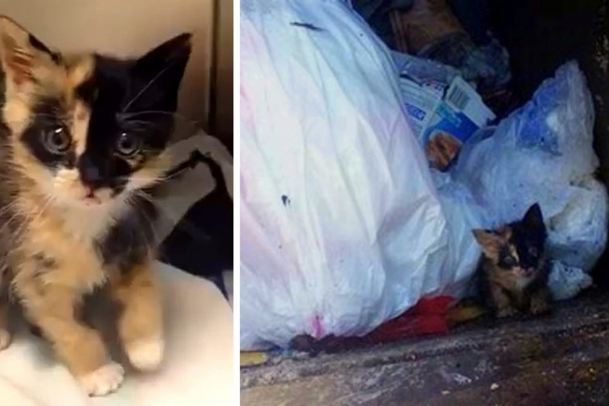 Il salvataggio di Grundgetta, la gattina gettata nella spazzatura