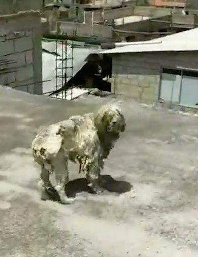 Diana il cane dalla pelliccia arruffata