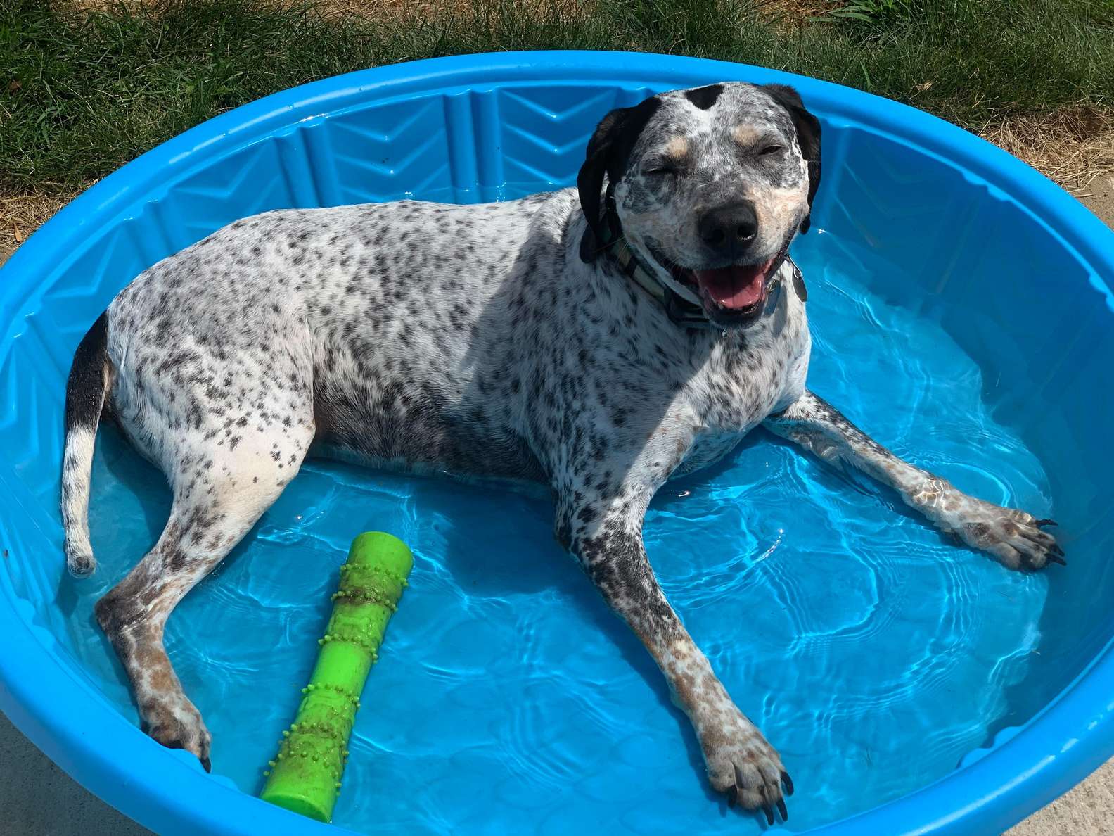 Il cane non si trova da nessuna parte