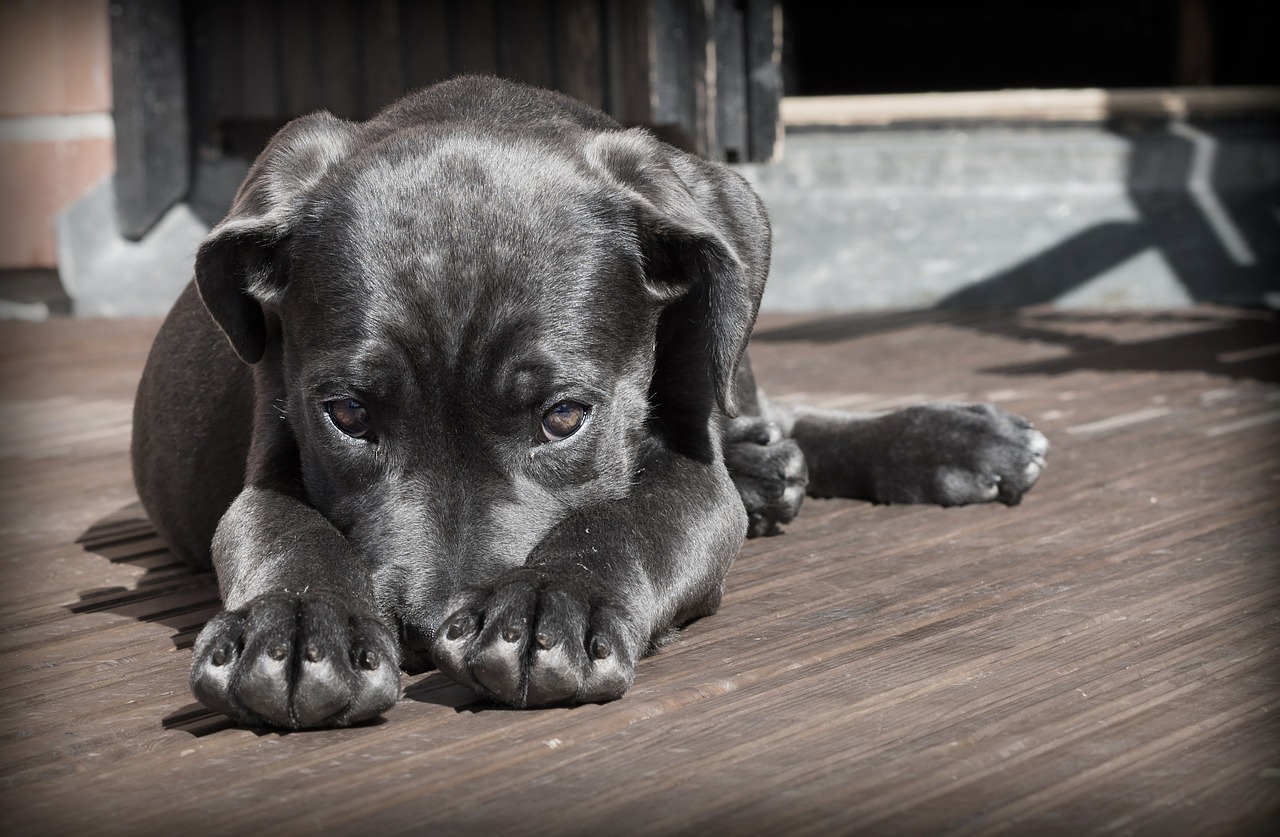 Cane investito rimane da solo