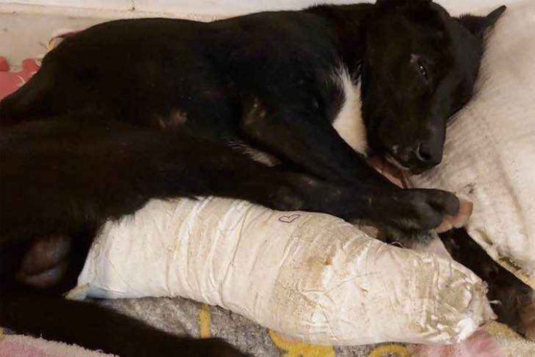 Il cucciolo dal veterinario