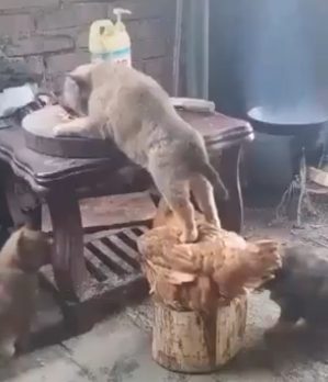 Animali amici per la pelliccia