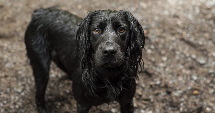 Cocker Spaniel nero