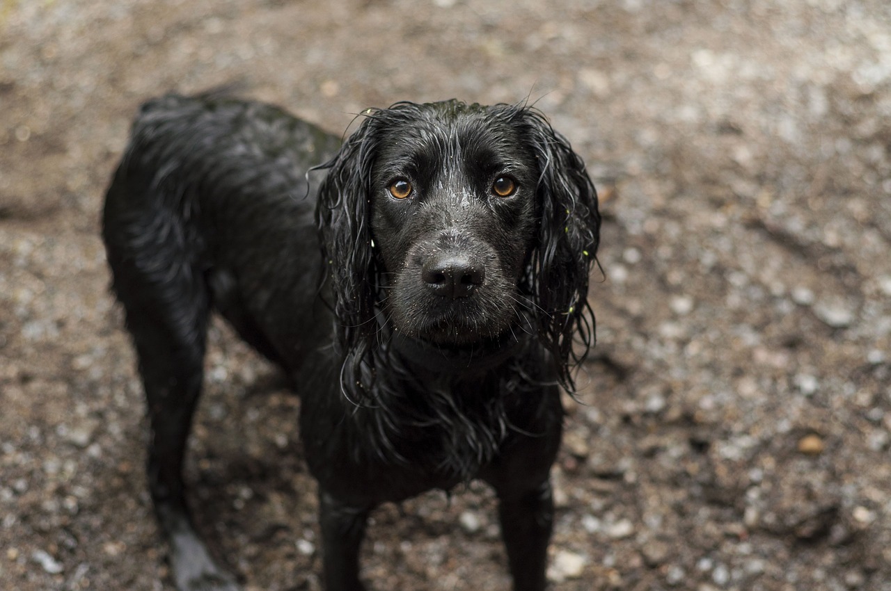 Cocker Spaniel nero