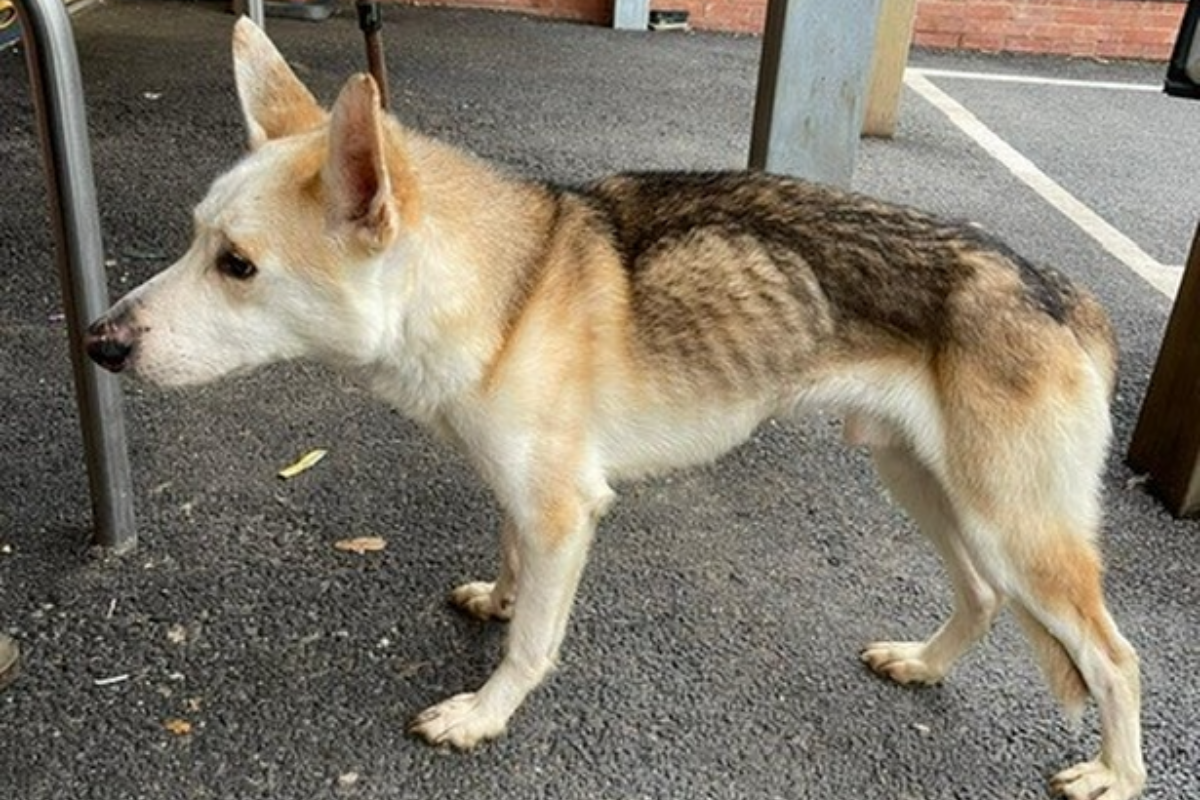 Famiglia riabbraccia il cane scomparso 8 anni prima: la storia di Kavik