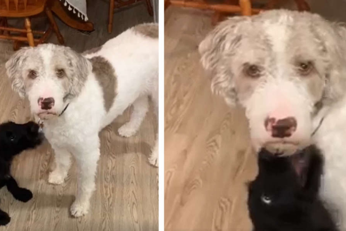 Kevin il cane infastidito dall’arrivo del fratellino a quattro zampe