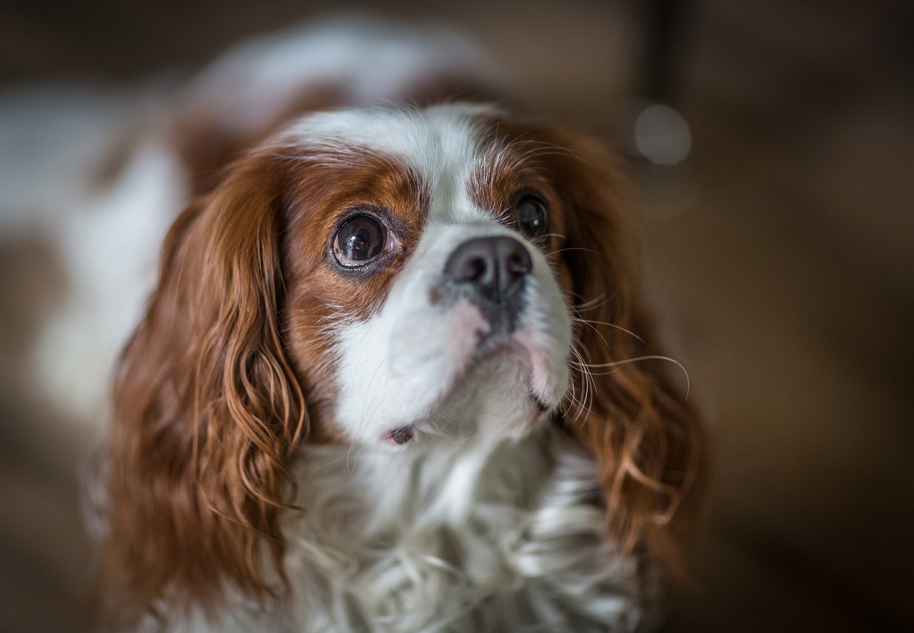 Cucciolo di Cavalier King Spaniel