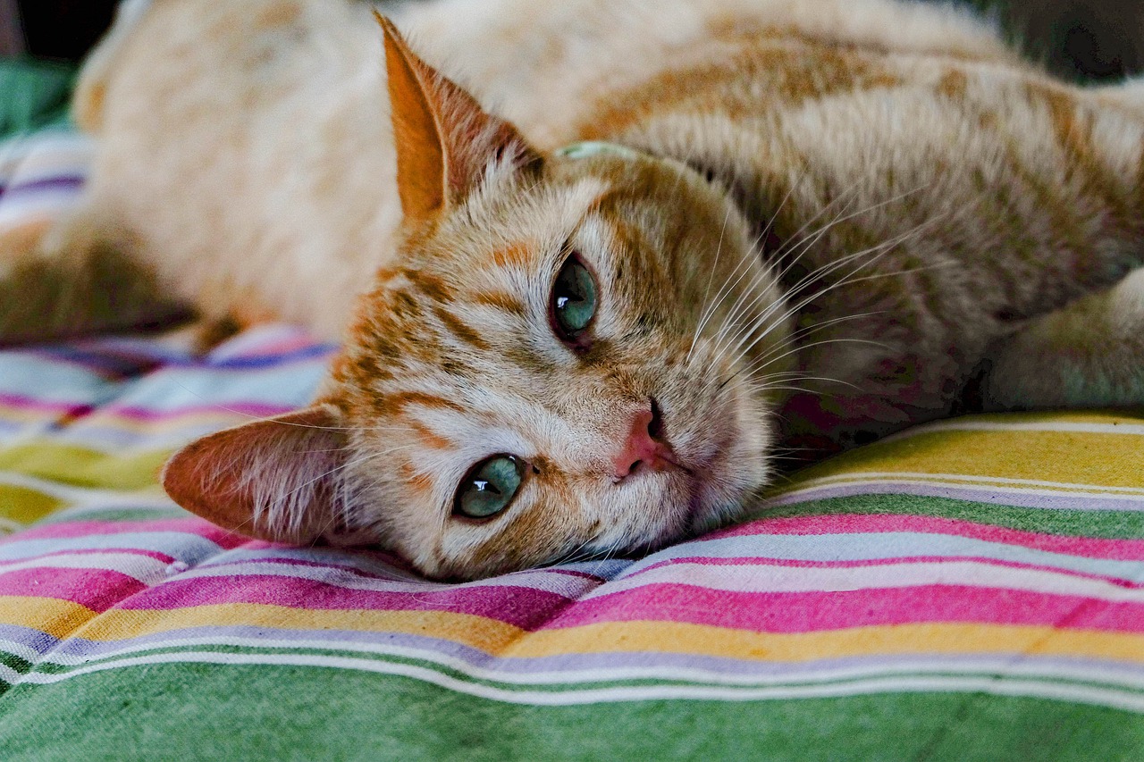 gatto che ha allevato il cucciolo