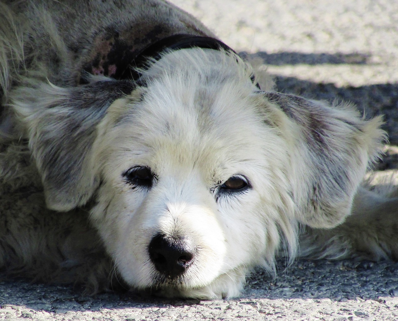 Cucciolo abbandonato in strada