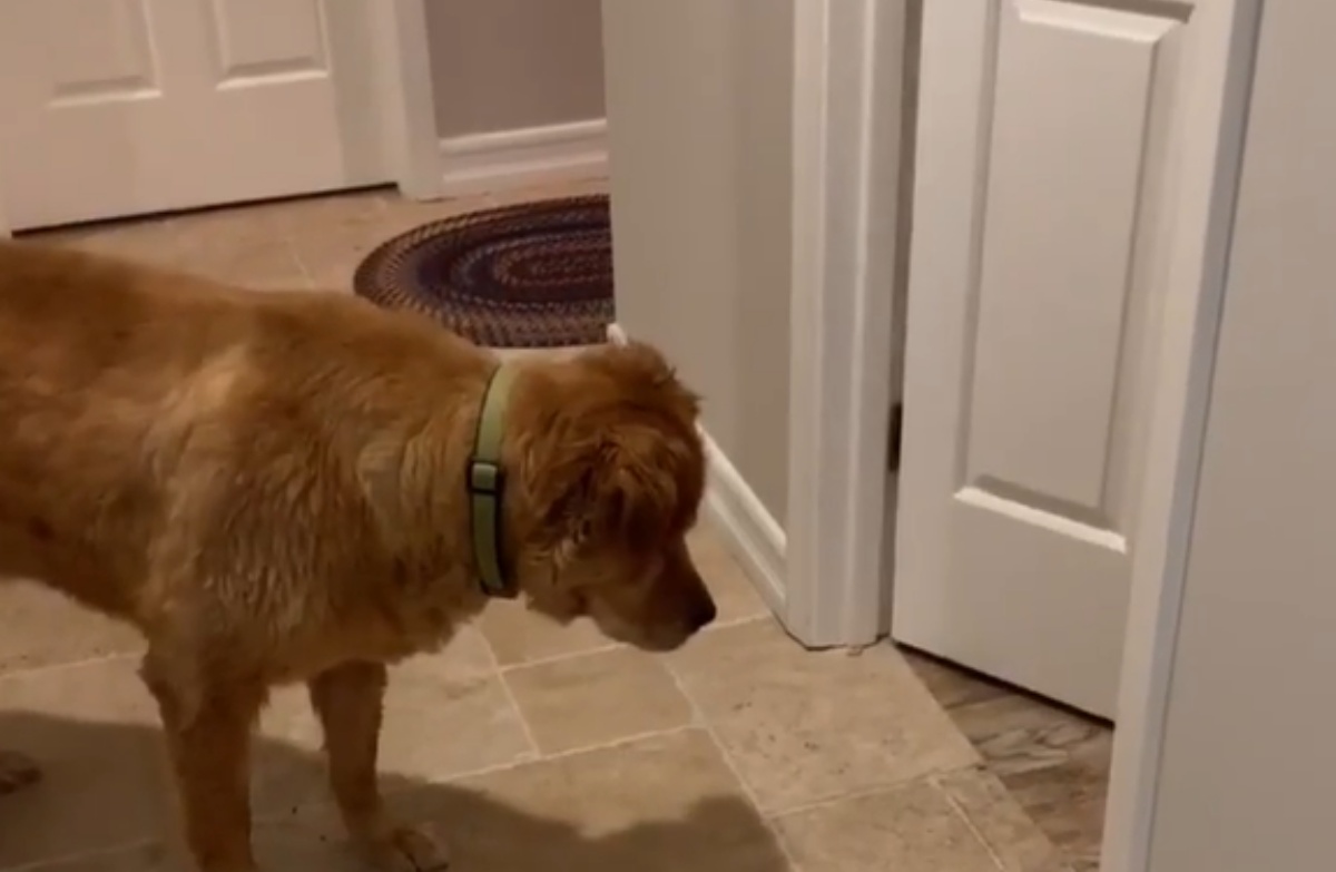 Il cane Leo e la sua mamma Maddie, una coppia che ha salvato 100 gattini