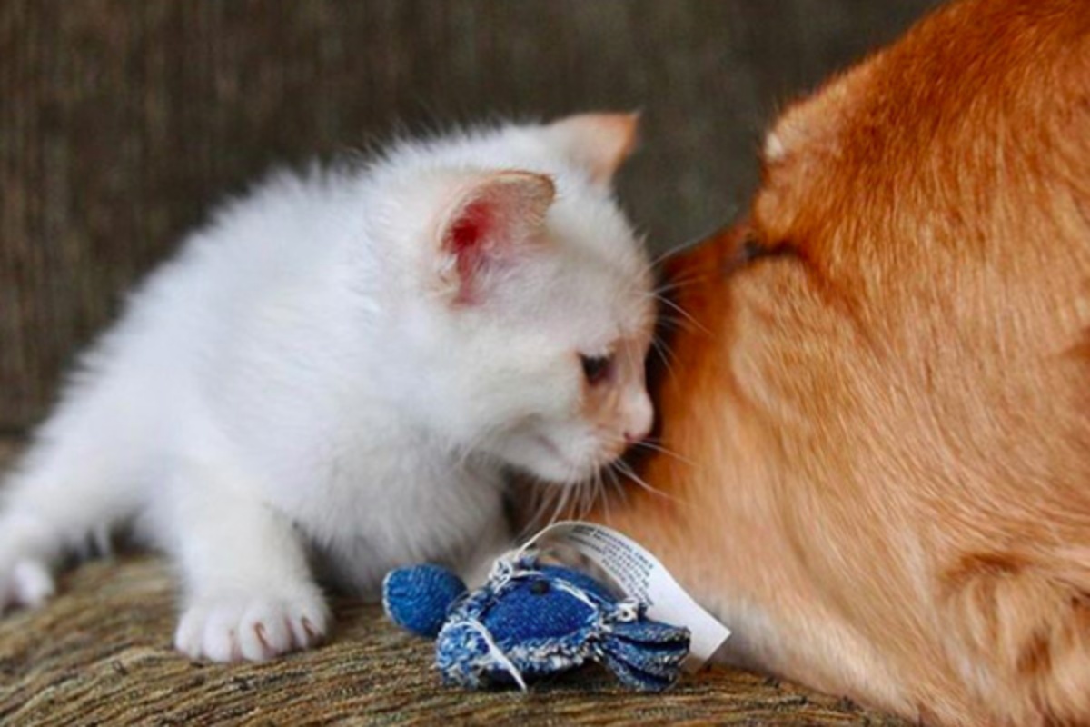 Leo, il cane che salva i gattini