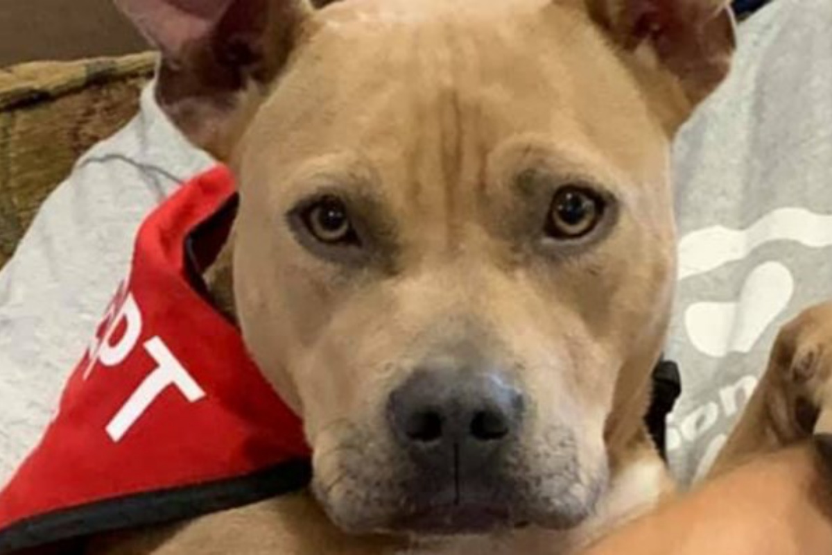 Luna la cagnolina che cerca una casa da molto tempo