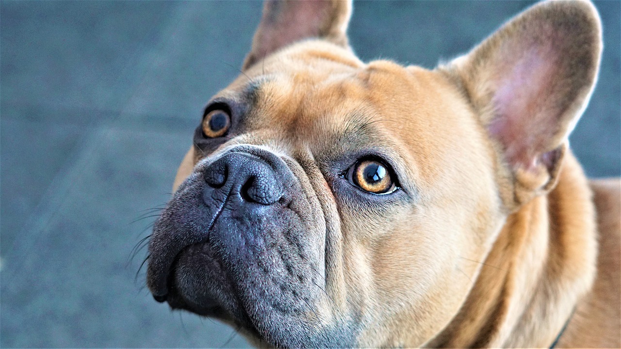 Cane fa gli occhi dolci