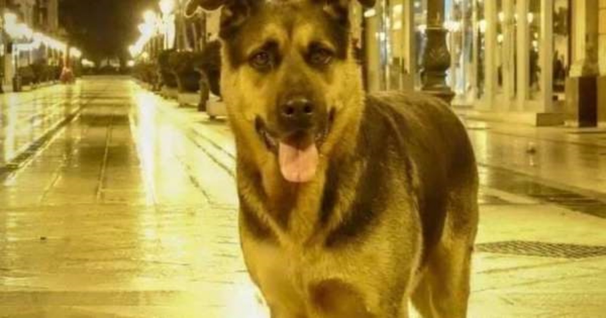 Max il cane di Taranto