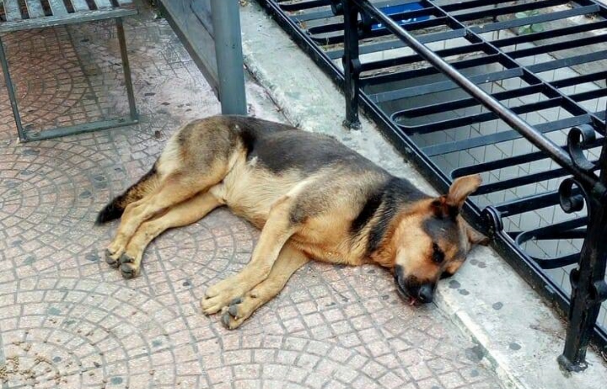 Max il cane di Taranto