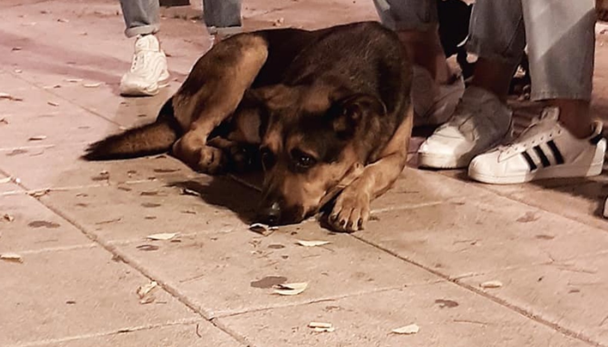Max il cane di Taranto