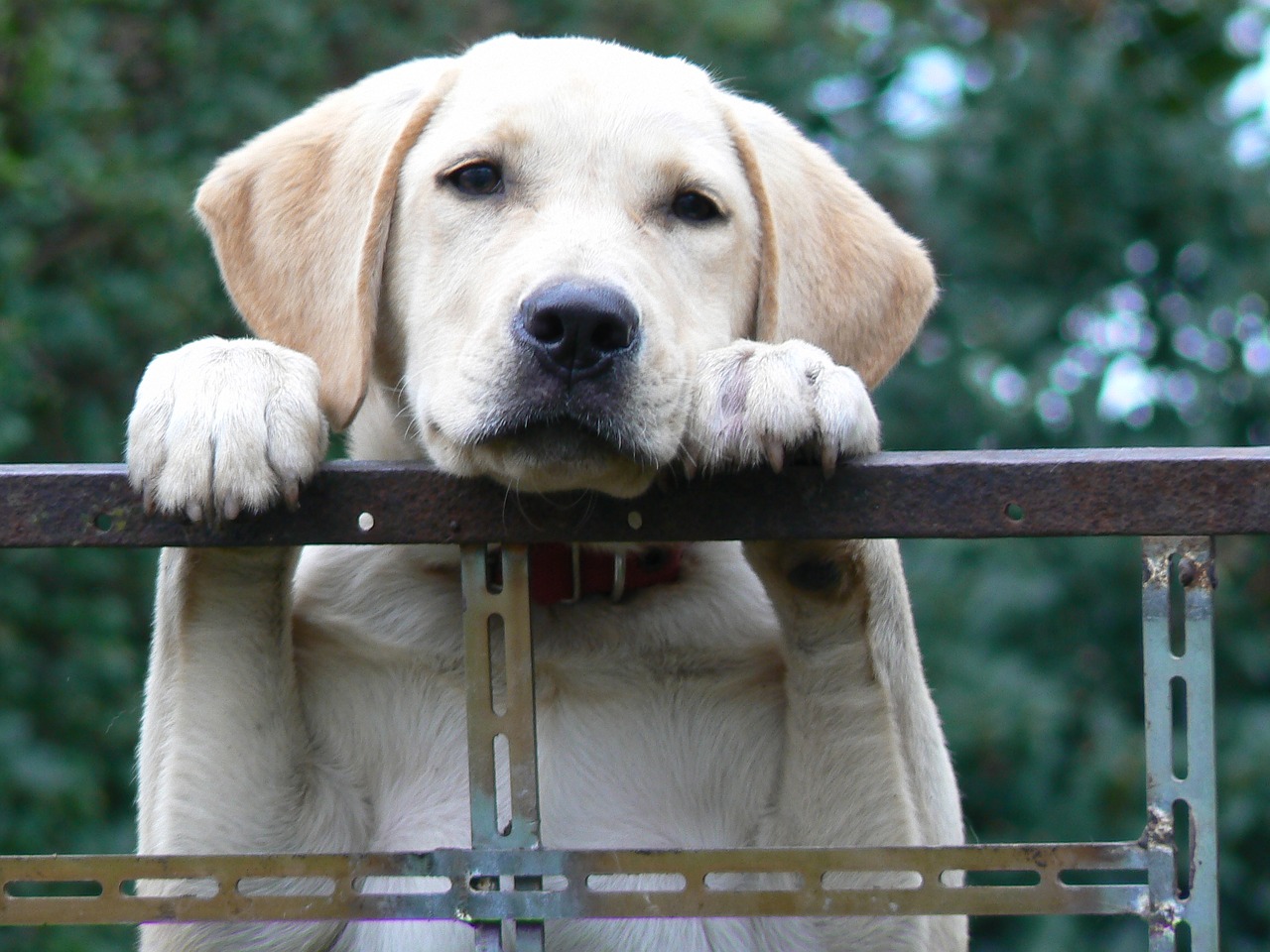 Cane abbandonato all'alluvione