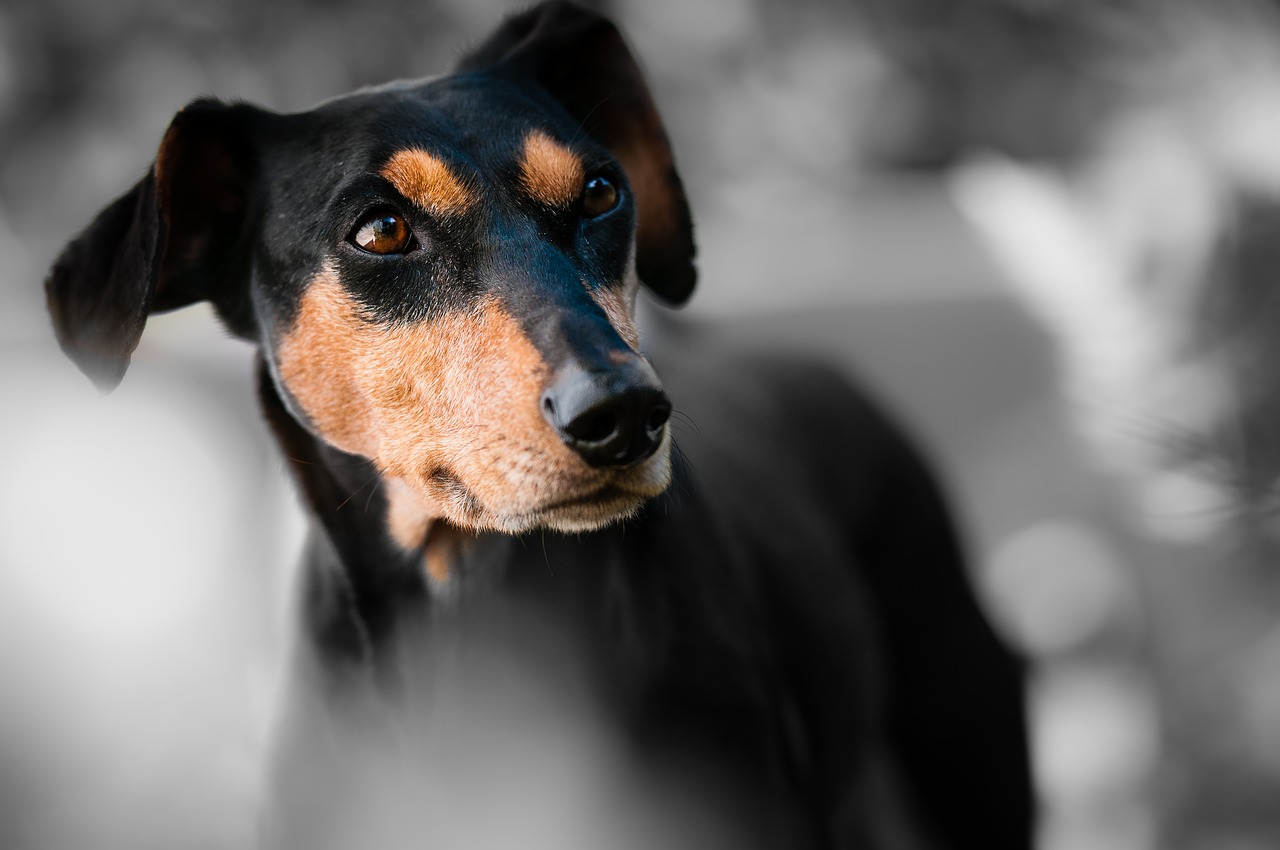 Pinscher salva la proprietaria