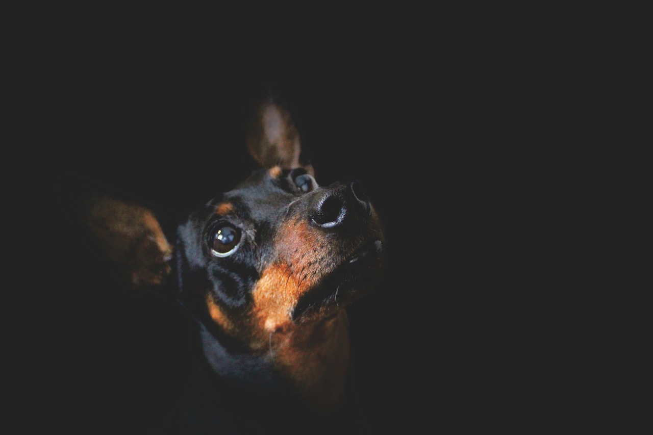 Cane di razza Pinscher