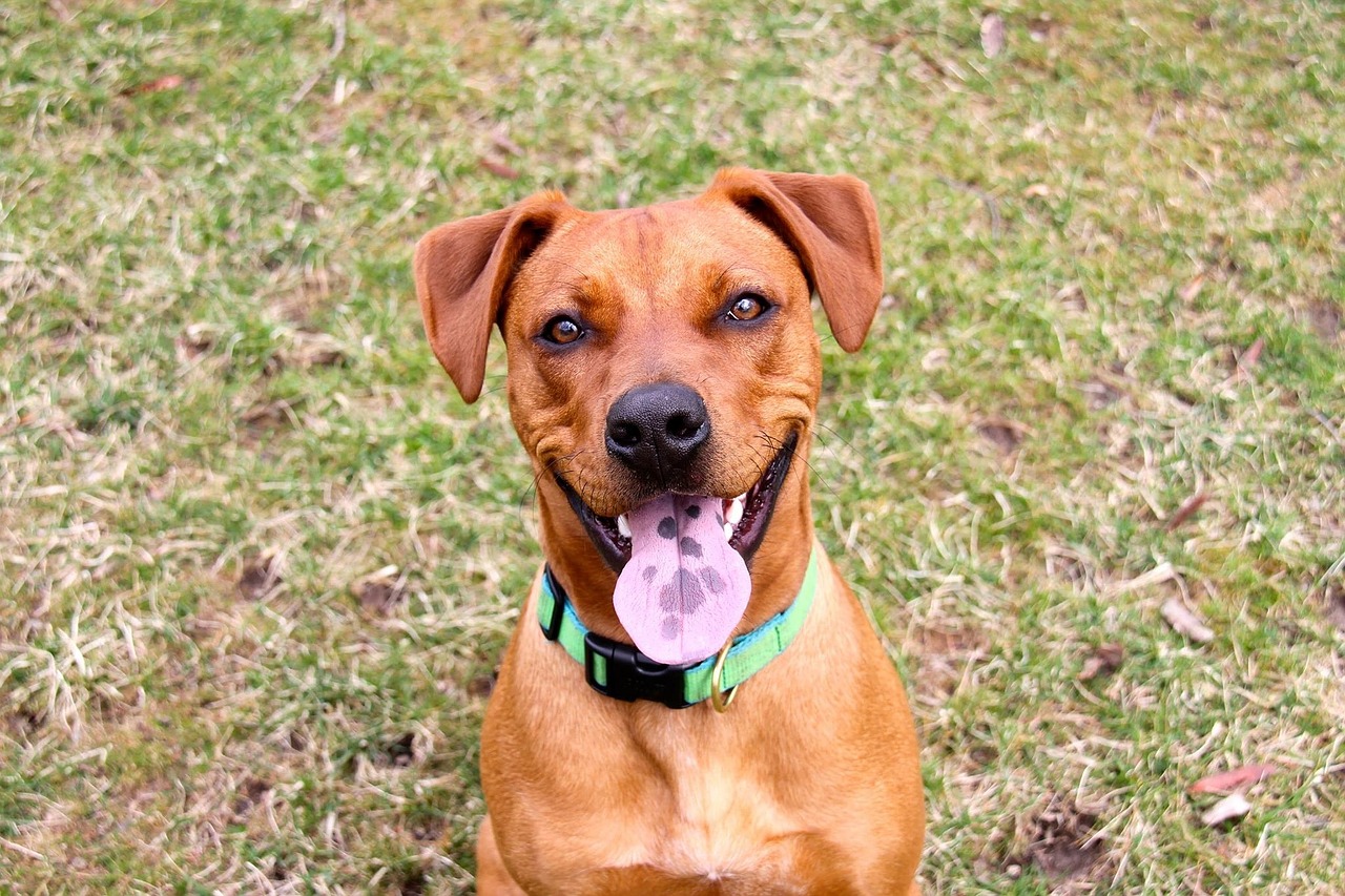 Cane legato a una catena corta e pesante