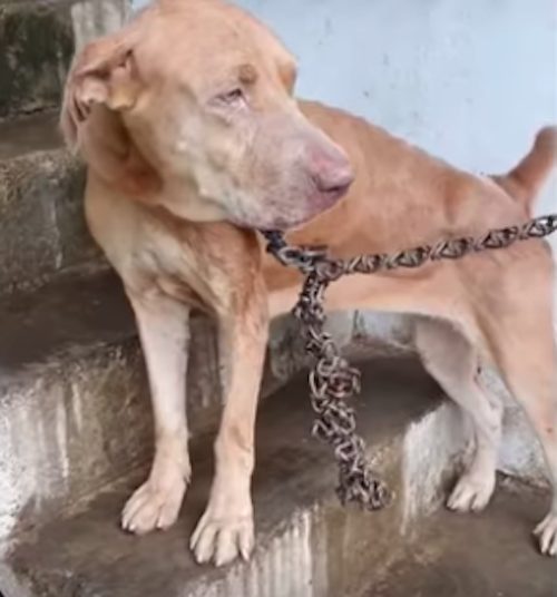 Il cane da guardia Libre