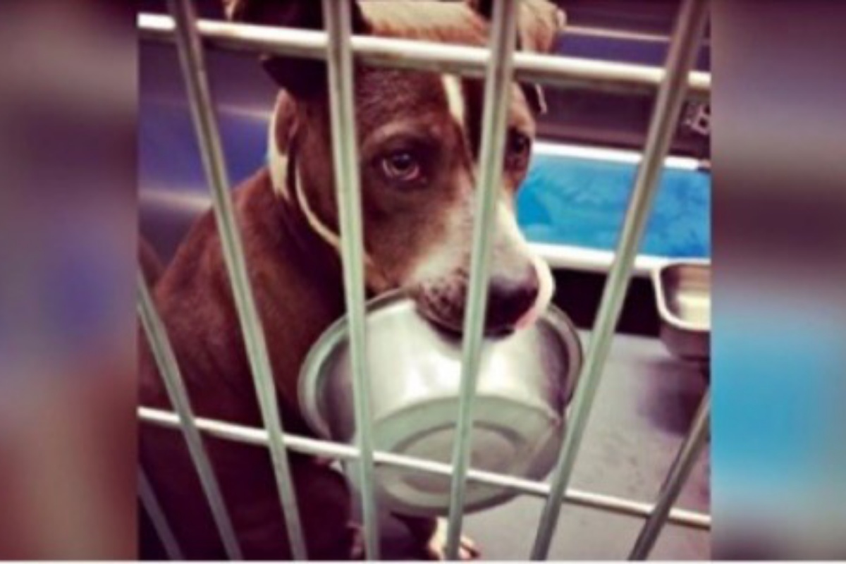 Oliver, il cane che aveva sempre la ciotola del cibo in bocca: il lieto fine