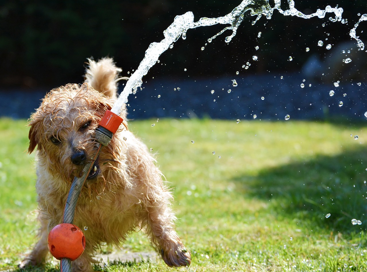 Bagno al cane randagio