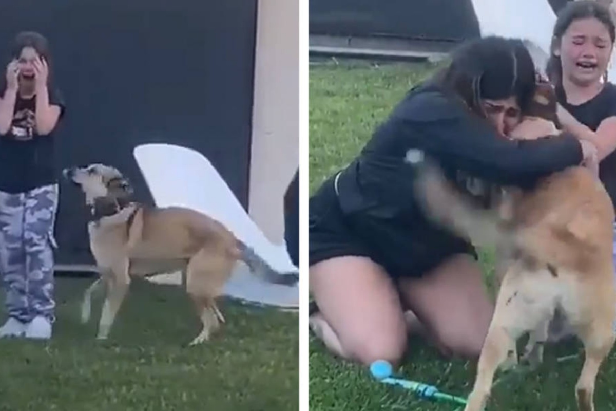 Dopo 2 mesi, Oscar il cane è tornato dalla sua famiglia umana