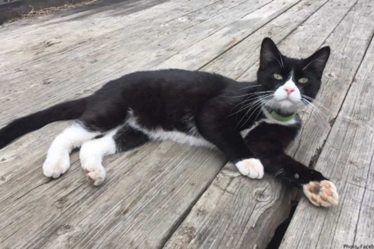 Panda il gatto scomparso, ritrovato in Alaska