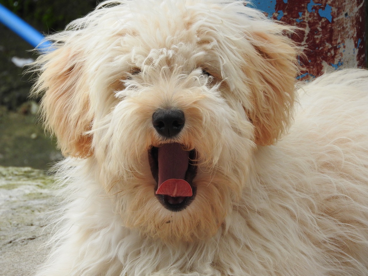 Per paura il cane dorme con un occhio aperto