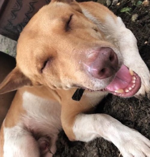 Il cucciolo di strada Buyung