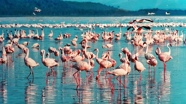 perché i fenicotteri sono rosa