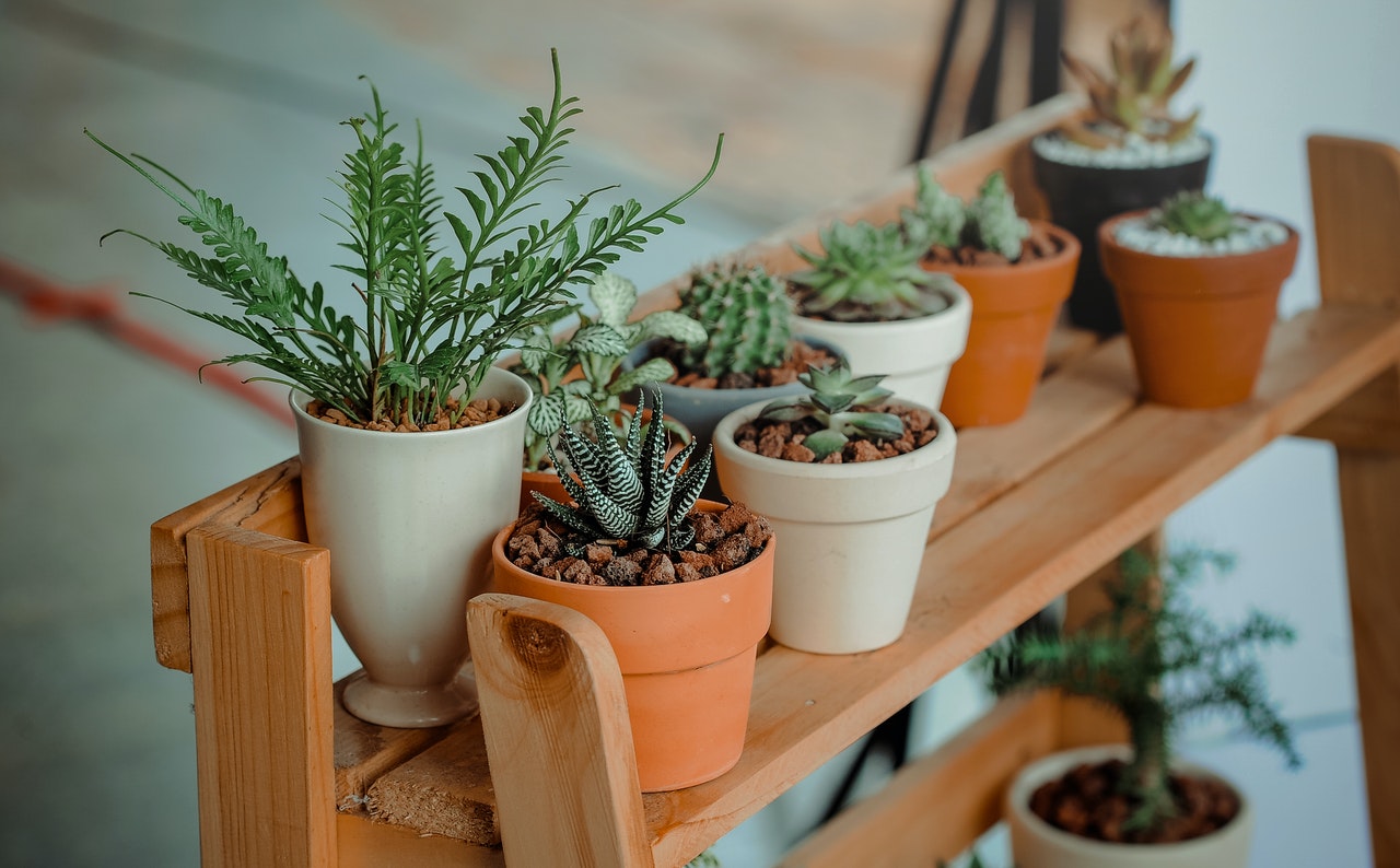 Arredare con le piante: tutte le alleate verdi per decorare la nostra casa