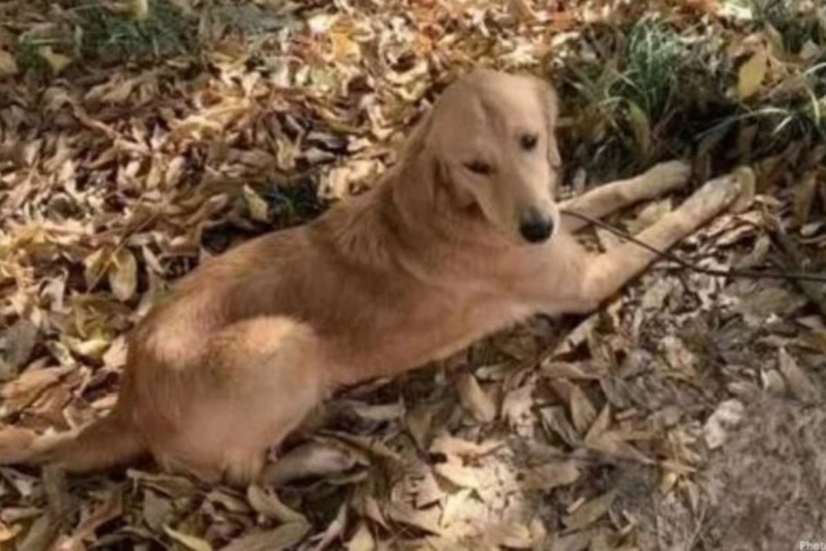 Ping An, il cane che ha camminato 62 miglia per tornare a casa