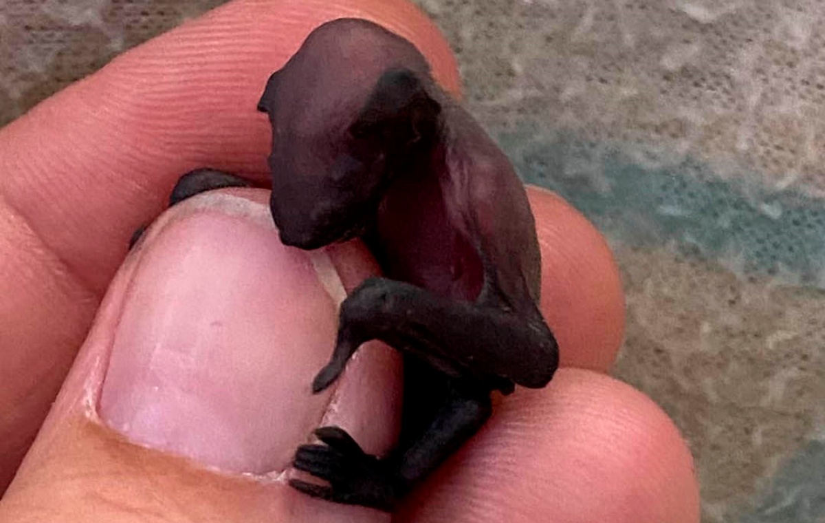 Pipistrello rimasto orfano