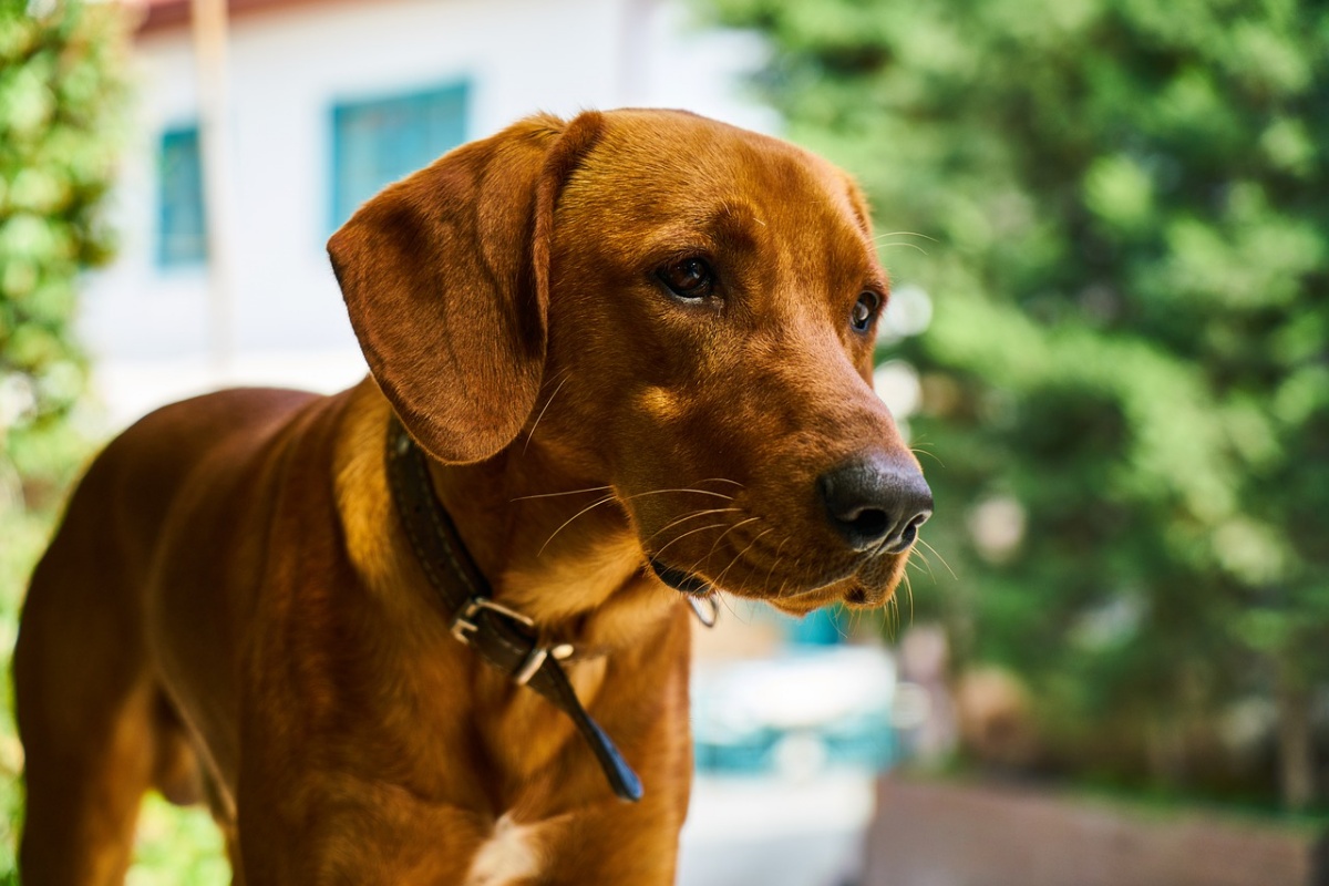 I 7 comuni problemi della pelle nei cani